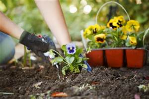 planting flowers