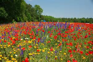 wildflowers