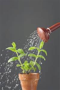 watering-plant